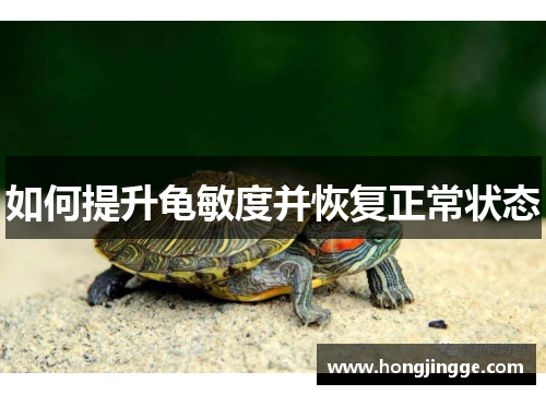 如何提升龟敏度并恢复正常状态